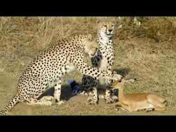 Video: Amazing Cheetah Vs Baby Deer, Buffalo, Leopard, Warthog Real Fight - The Best Attacks Of Cheetah